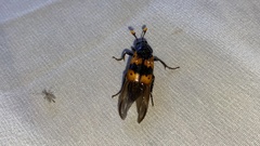 Nicrophorus quadripunctatus