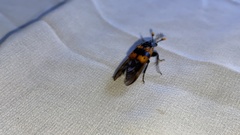 Nicrophorus quadripunctatus