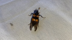 Nicrophorus quadripunctatus