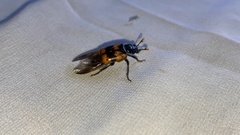Nicrophorus quadripunctatus