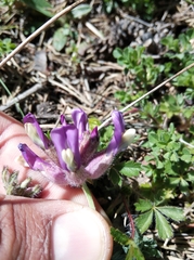 Astragalus vesicarius
