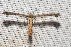 Michaelophorus indentatus