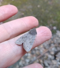 Orthosia populeti