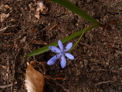 Scilla vindobonensis