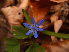 Scilla vindobonensis