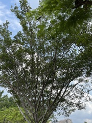 Enterolobium