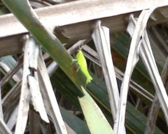 Acrididae
