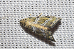 Scolecocampinae