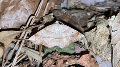 Endropiodes indictinaria