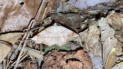 Endropiodes indictinaria