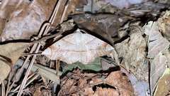 Endropiodes indictinaria