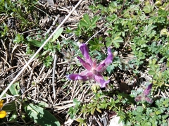 Astragalus vesicarius