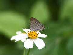 Sinthusa chandrana
