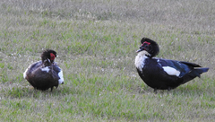 Cairina moschata domestica