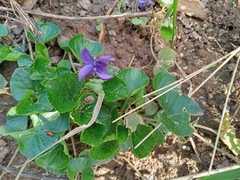 Viola odorata