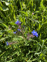 Anchusa stylosa