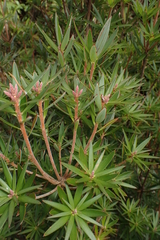 Cyathodes glauca