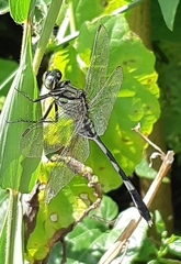 Orthetrum sabina