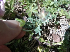 Astragalus vesicarius