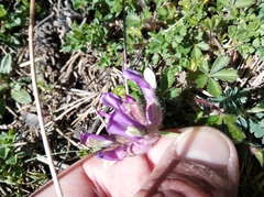 Astragalus vesicarius