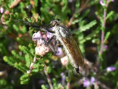 Eutolmus rufibarbis