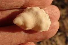 Mancinella capensis image