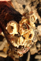 Notomegabalanus algicola