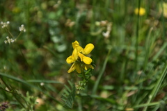 Securigera securidaca