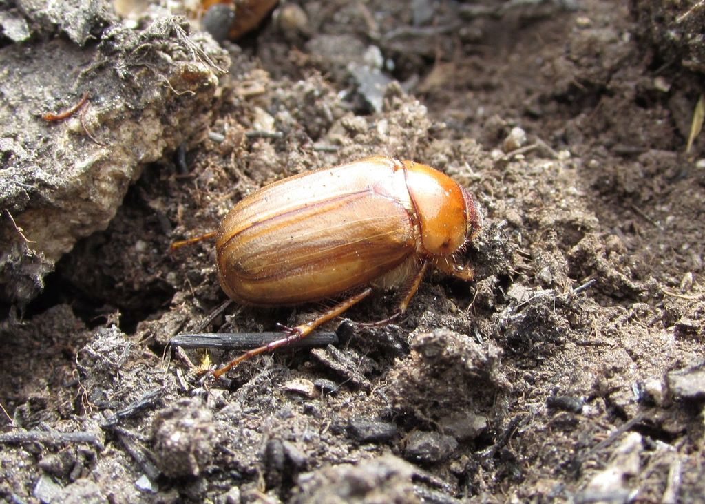 Amadotrogus patruelis
