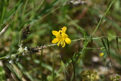 Securigera securidaca