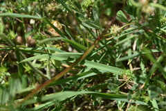 Securigera securidaca