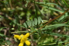 Securigera securidaca