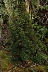 Cyathodes glauca