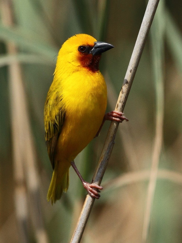 Southern Brown-throated Weaver photo