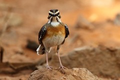 Cercotrichas quadrivirgata