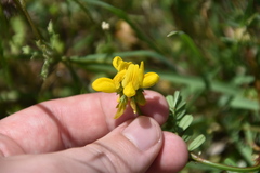 Securigera securidaca