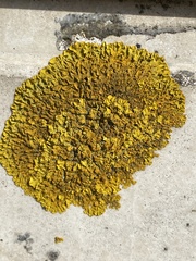 Xanthoria calcicola