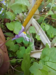 Cymbalaria muralis