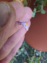 Cymbalaria muralis