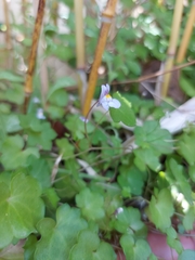 Cymbalaria muralis