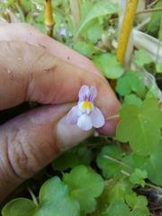 Cymbalaria muralis