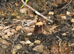 Pedaliodes praxithea