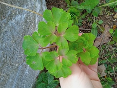 Aquilegia vulgaris