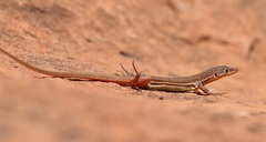 Ruben's Sand Lizard photo 1