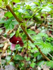 Ribes lobbii