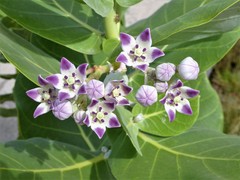 Calotropis procera