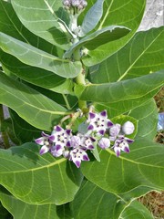 Calotropis procera