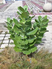 Calotropis procera
