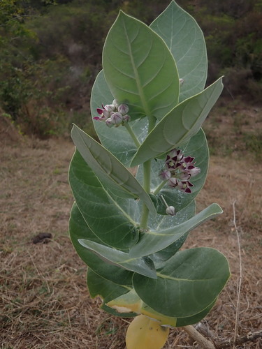 Calotropis image