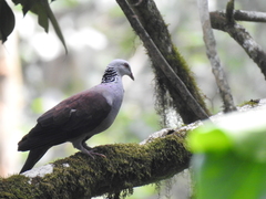 Columba elphinstonii